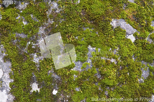 Image of Moss