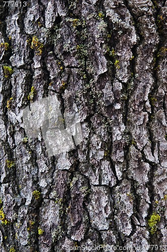 Image of Bark