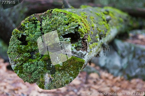 Image of Log