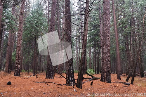 Image of Wet woods