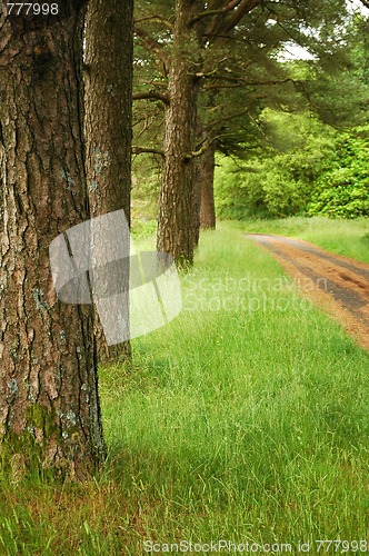 Image of forest and path