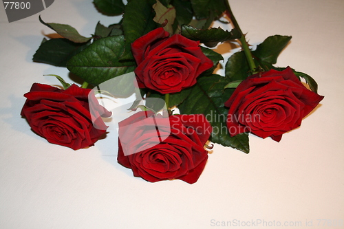 Image of          Red roses