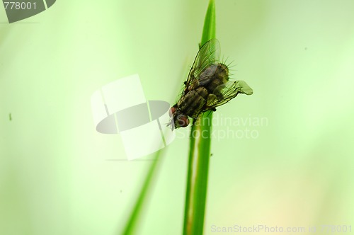Image of fly