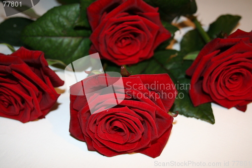 Image of Red roses