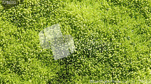 Image of Wet moss texture
