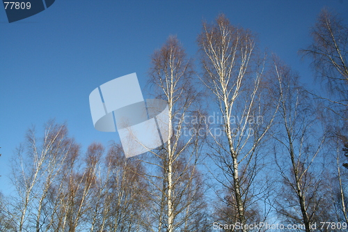 Image of Birch-tops in winter