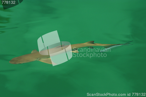 Image of Reef shark