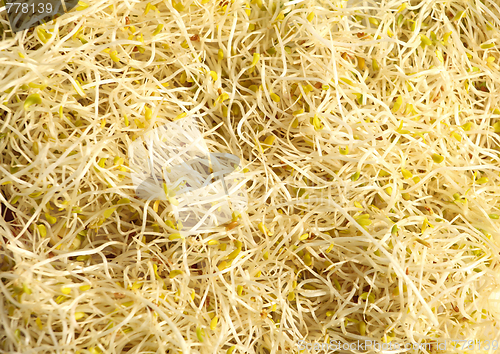 Image of Alfalfa seeds sprouting