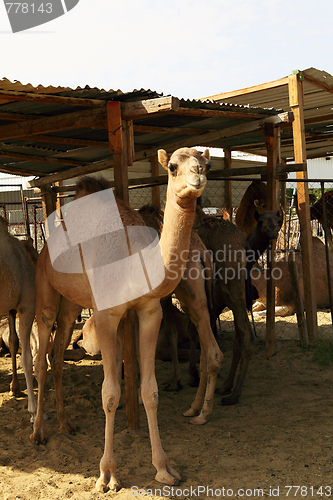 Image of Camels in a shelter