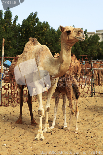 Image of Camel with calf in Qatar