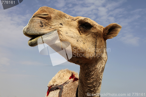 Image of Camel close-up