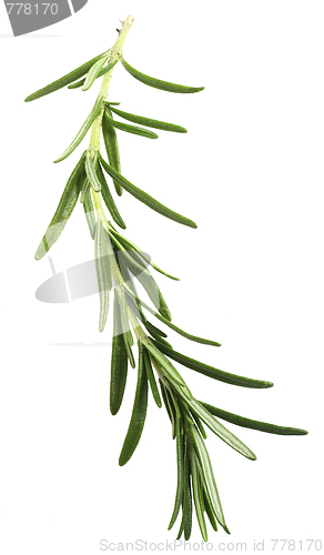 Image of Rosemary sprig over white