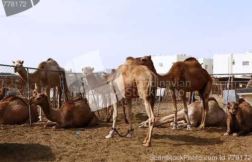 Image of Camels in a pen in Doha