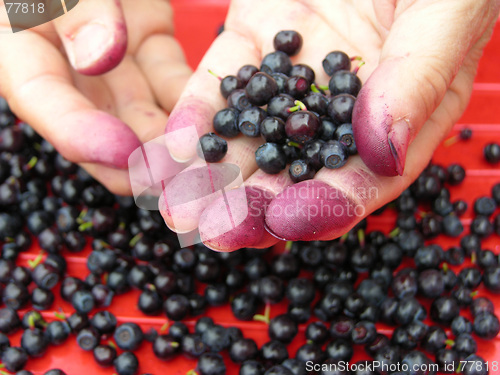 Image of Blueberry