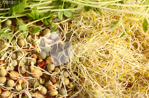 Image of Sprouted seeds