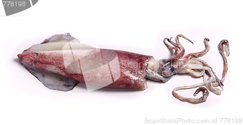 Image of Squid