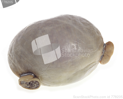 Image of Haggis isolated on white