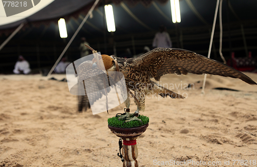 Image of Falcon at Arab bedouin camp