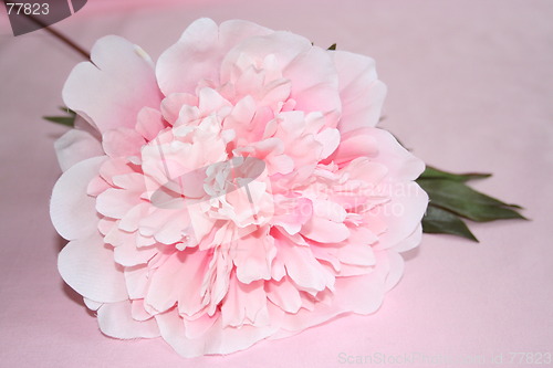 Image of Peony