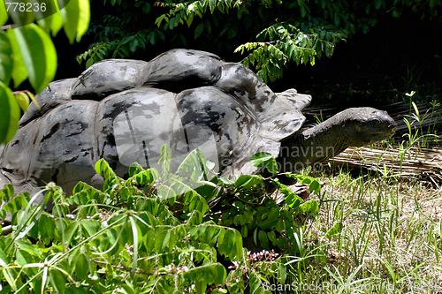 Image of Aldabra giant tortoise