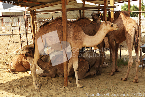 Image of Camels in shade