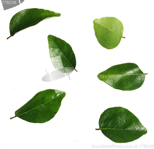 Image of Curry leaves