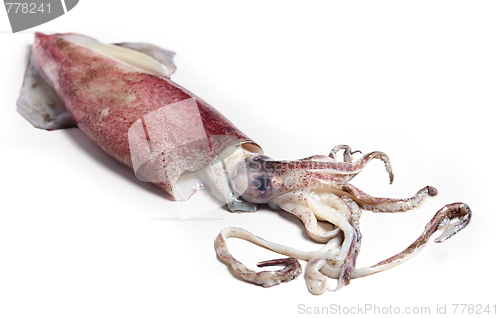 Image of Squid angled view