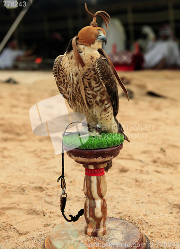 Image of Falcon at an Arabian camp