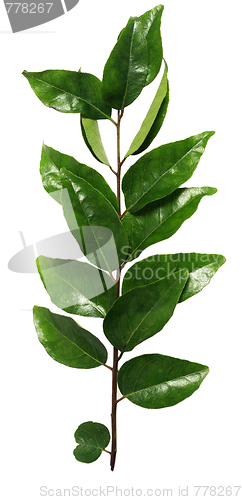 Image of Curry leaves