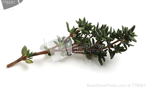 Image of Sprig of thyme
