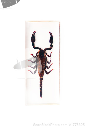 Image of Scorpion