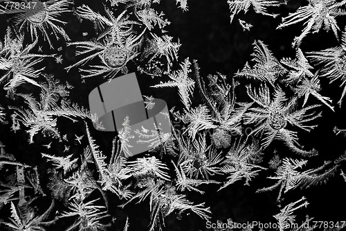 Image of Winter tale, B/W