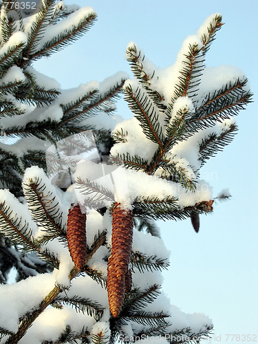 Image of spruce branch