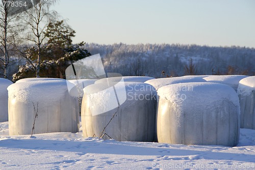 Image of Silage Bales in Snow