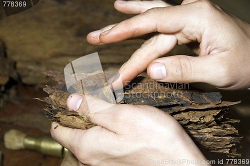 Image of man hand rolling cigars nicaragua