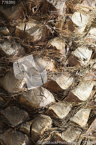 Image of cortex of a palm