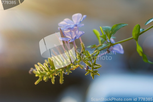 Image of Ivy flower in sunset
