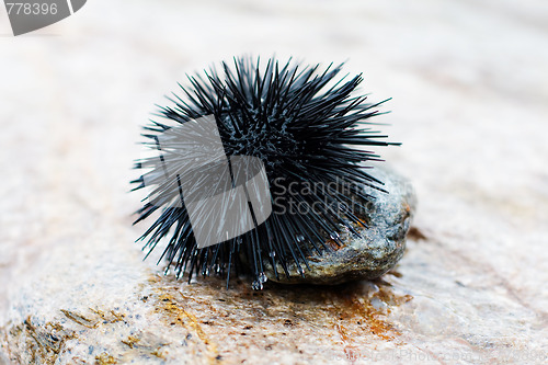 Image of sea urchin 