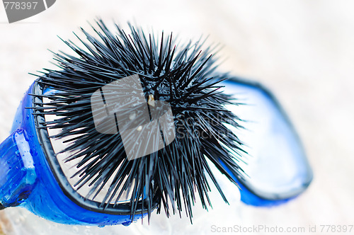 Image of black sea urchin 