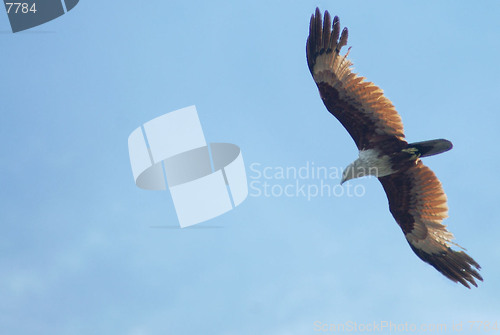 Image of Eagle Hunting