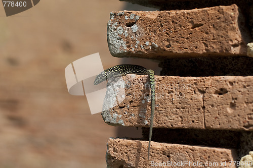 Image of lizard sit on brick in the wall 