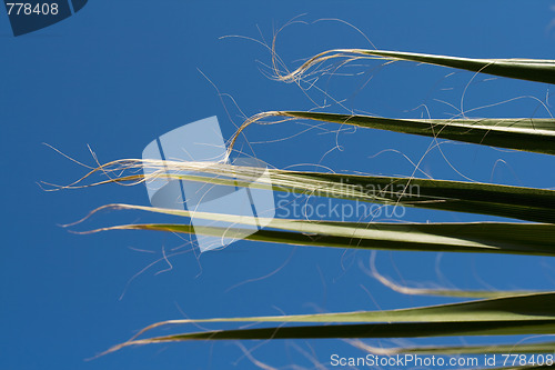 Image of part of Palm leaves