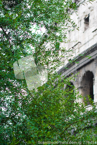 Image of  Colosseum throw green tree leaves