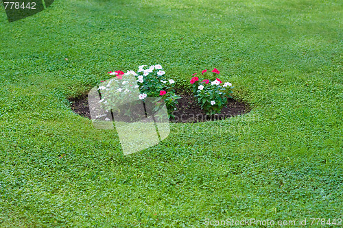 Image of flowerbed with red and white flowers