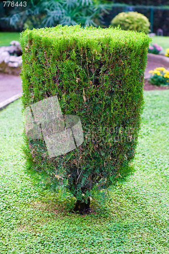 Image of topiary trimmed bush 