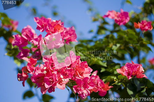 Image of flowers of bougainvillea