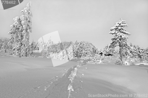 Image of Winter wonderland
