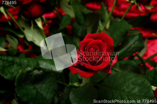 Image of Red rose