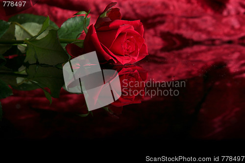 Image of Red rose