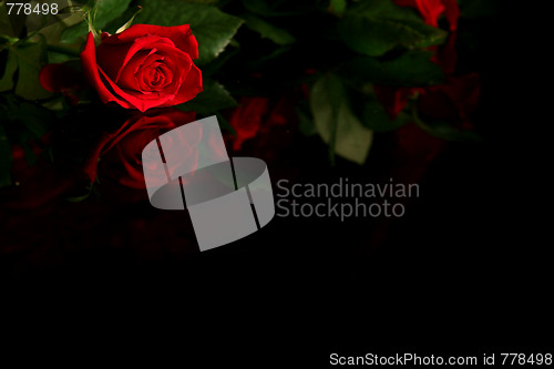 Image of Red rose